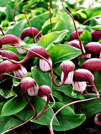 Arisarum proboscideum